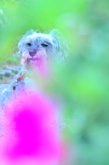 my pretty dog # 182