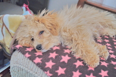 my pretty dog Ⅱ # 32