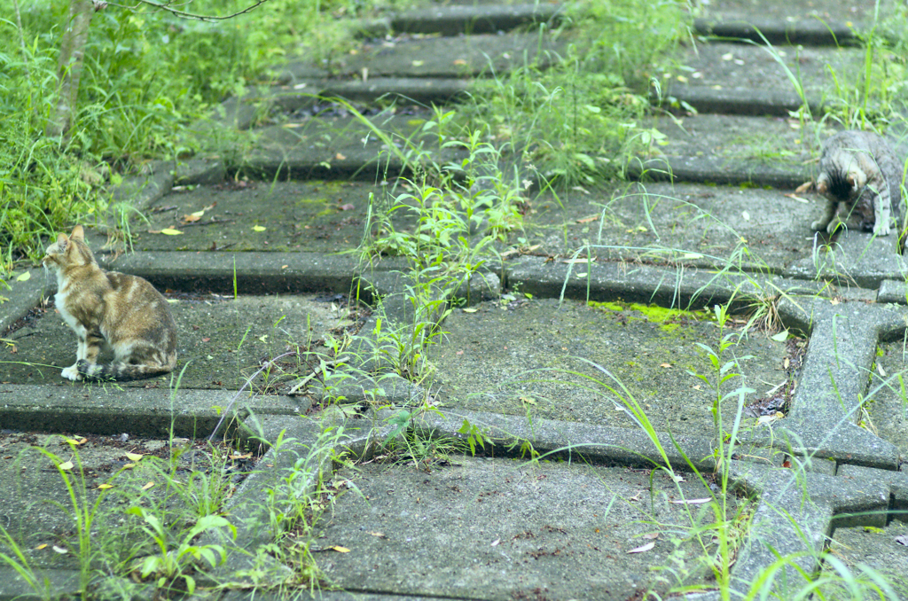 吾輩は猫である、ニャー # 268