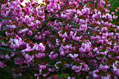 八重桜