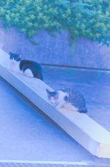 吾輩は猫である、ニャー # 808