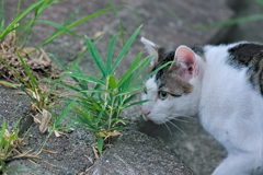 吾輩は猫である、ニャー # 535