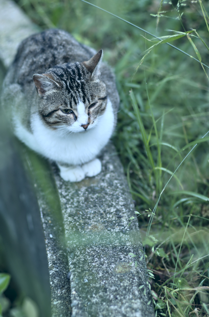 吾輩は猫である、ニャー # 260