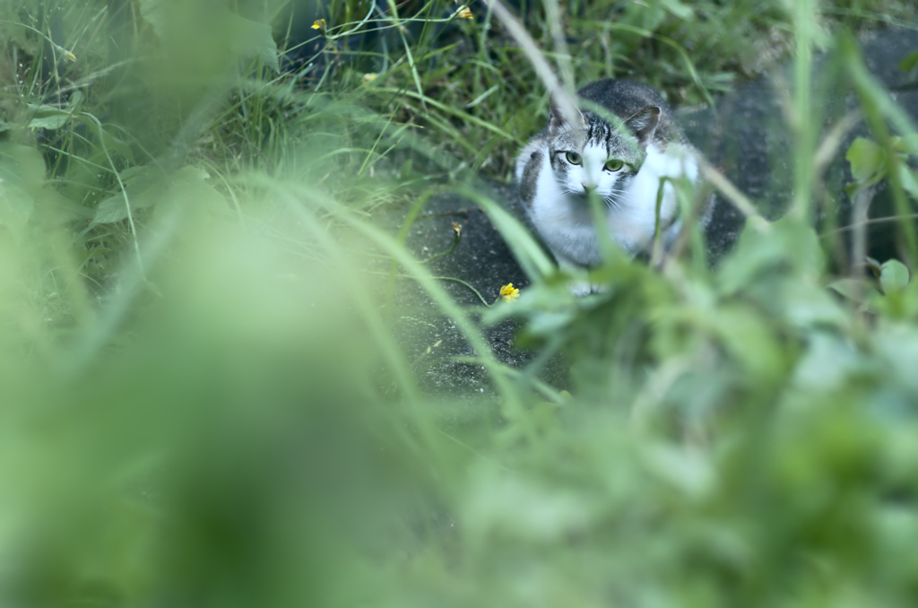 吾輩は猫である、ニャー # 253