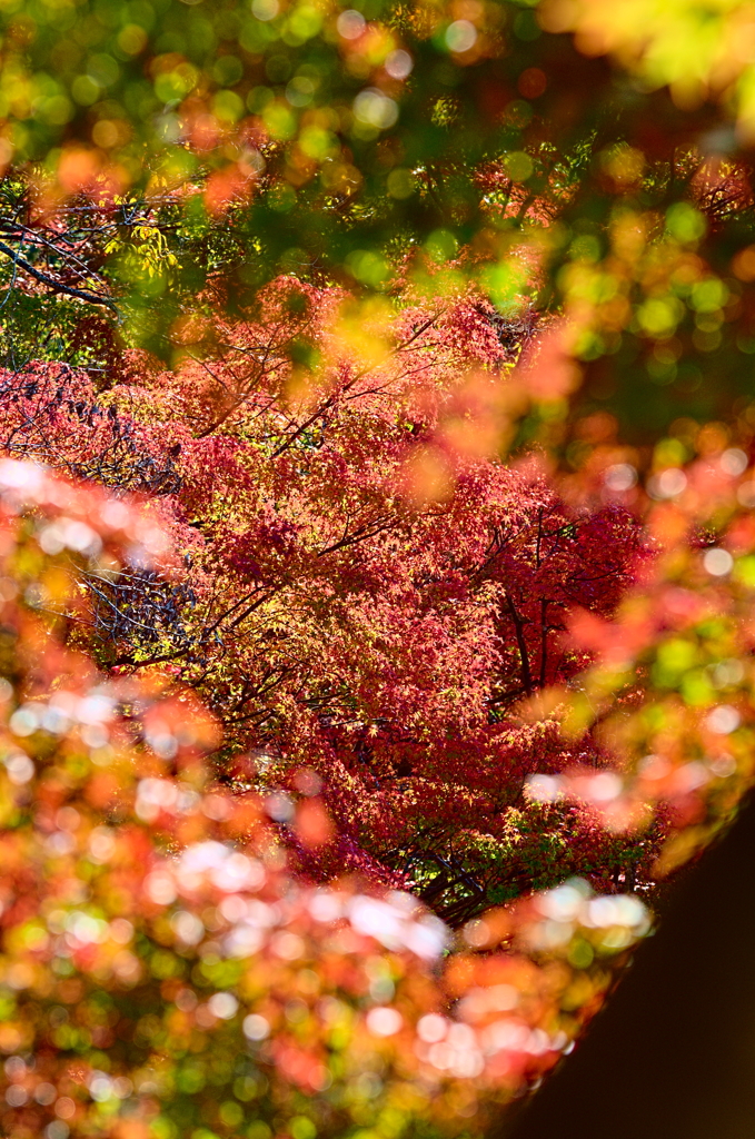 紅葉三昧 '2019
