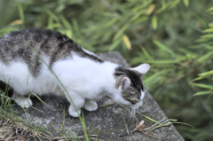 吾輩は猫である、ニャー # 231