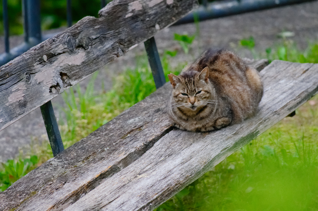 吾輩は猫である、ニャー # 138
