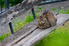 吾輩は猫である、ニャー # 138