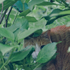 吾輩は猫である、ニャー # 1084