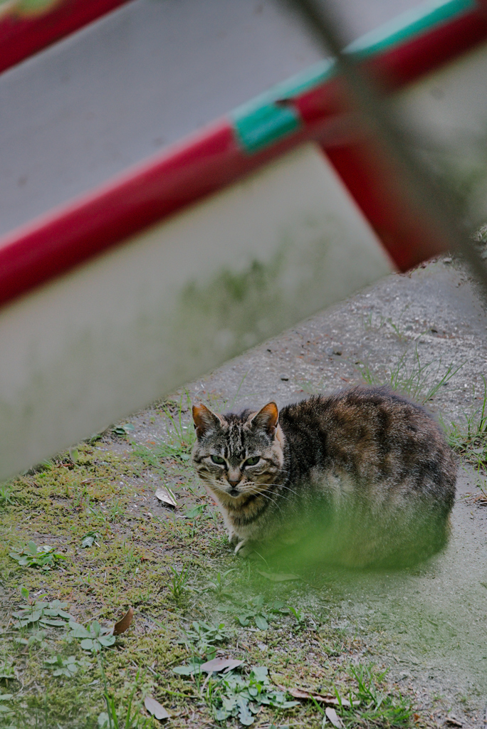 吾輩は猫である、ニャー # 950