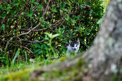 吾輩は猫である、ニャー # 281