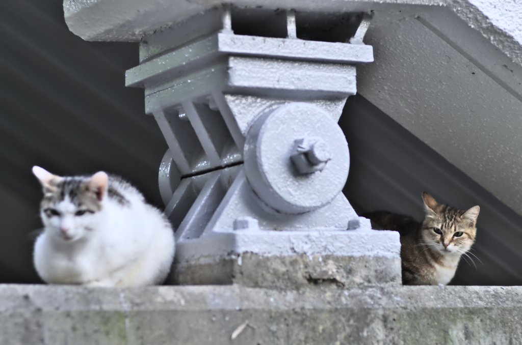 吾輩は猫である、ニャー # 206