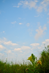 the look of the sky # 357