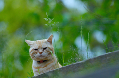 吾輩は猫である、ニャー # 155