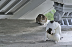 吾輩は猫である、ニャー # 212