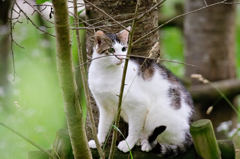 吾輩は猫である、ニャー # 309