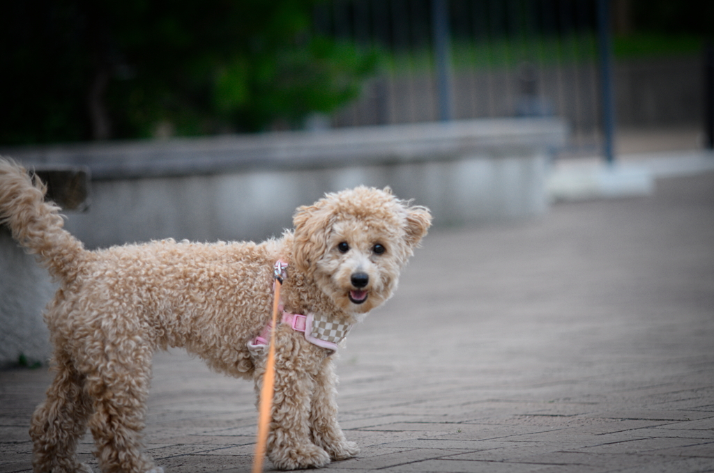 my pretty dog Ⅱ # 110
