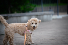 my pretty dog Ⅱ # 110