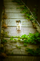 吾輩は猫である、ニャー # 39