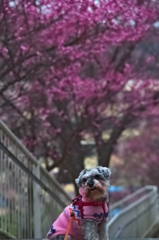 my pretty dog # 157