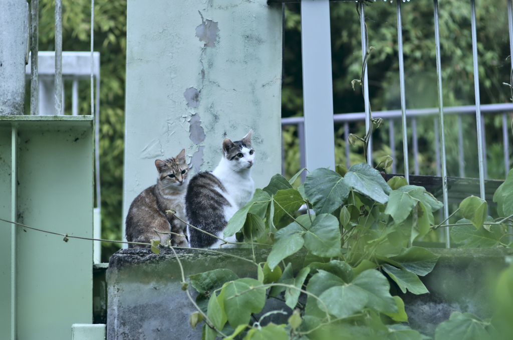 吾輩は猫である、ニャー # 226