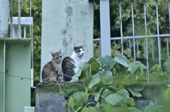 吾輩は猫である、ニャー # 226