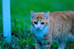 吾輩は猫である、ニャー # 668