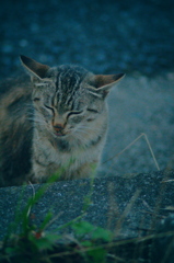 吾輩は猫である、ニャー # 1178