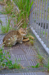 吾輩は猫である、ニャー # 439