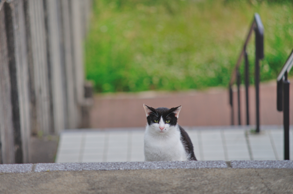 吾輩は猫である、ニャー # 729