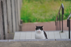 吾輩は猫である、ニャー # 729