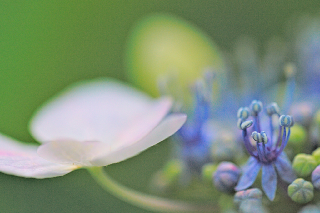 紫陽花
