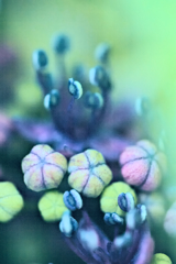 紫陽花