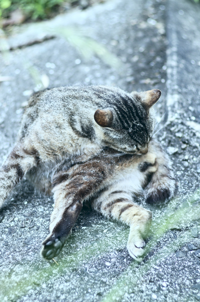 吾輩は猫である、ニャー # 248