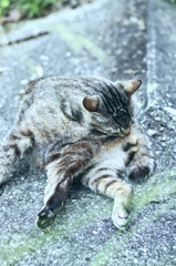 吾輩は猫である、ニャー # 248