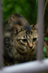 吾輩は猫である、ニャー # 67