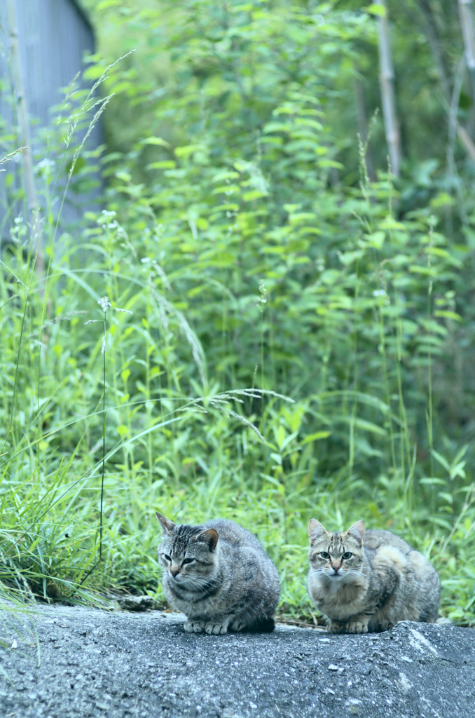 吾輩は猫である、ニャー # 233