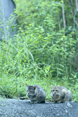 吾輩は猫である、ニャー # 233