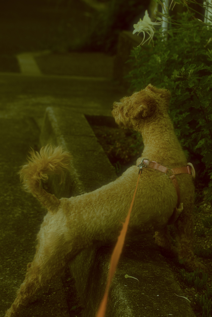 my pretty dog Ⅱ # 319