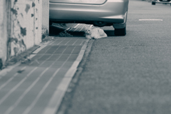 吾輩は猫である、ニャー # 496 吾輩は猫である、ニャー # 496