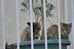 吾輩は猫である、ニャー # 570