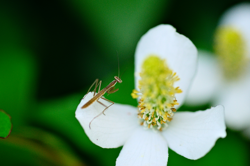 カマキリ