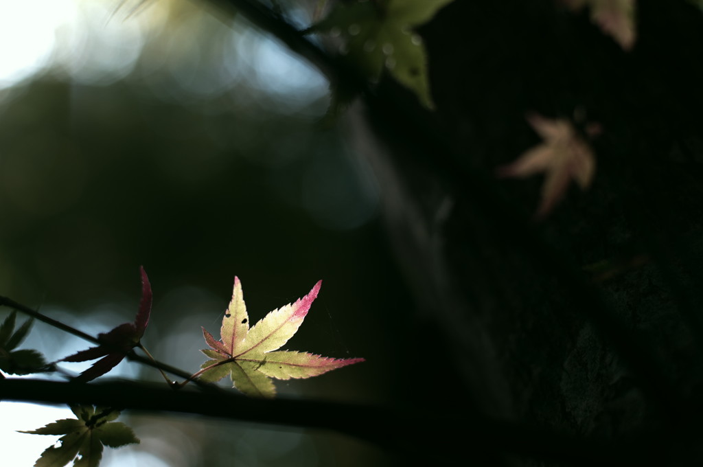 紅葉散歩　Ⅷ