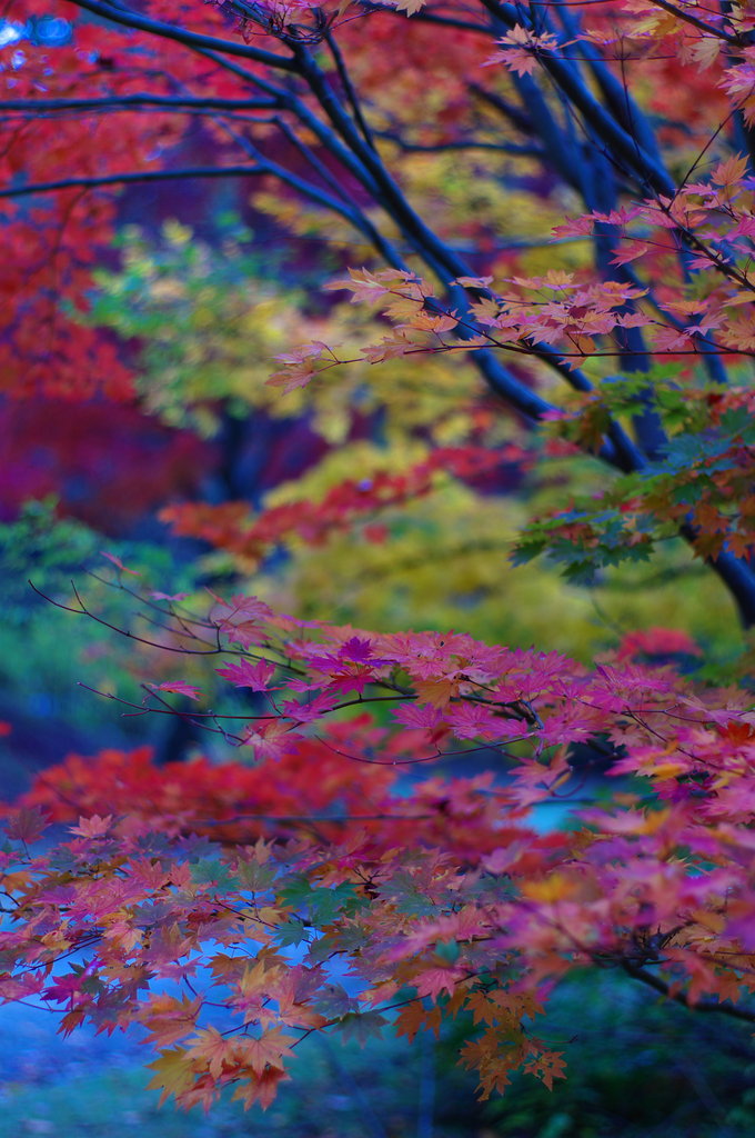 晩秋の紅葉 Ⅹ ～ 濃彩 ～