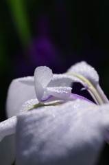 カキツバタ