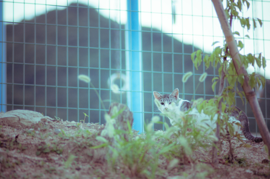 吾輩は猫である、ニャー # 41