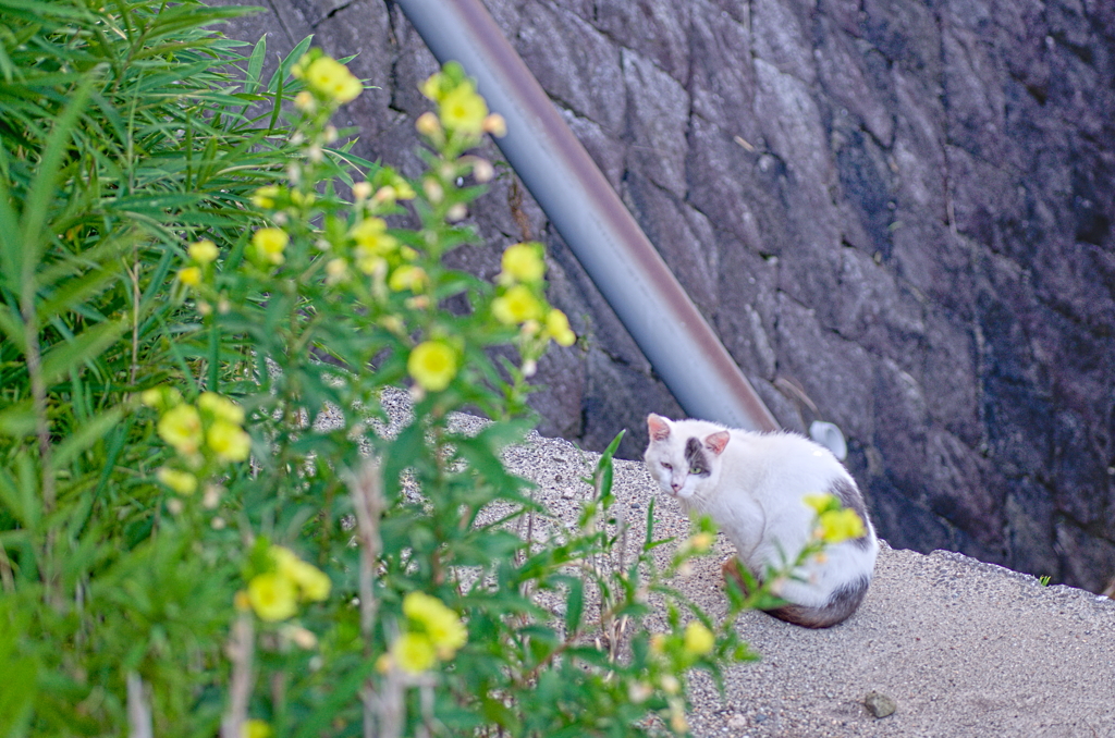 吾輩は猫である、ニャー # 806