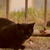 吾輩は猫である、ニャー # 1073