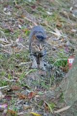 吾輩は猫である、ニャー # 445