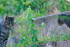 吾輩は猫である、ニャー # 546
